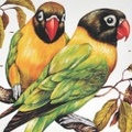 PARROT