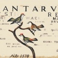 BOTANICAL
