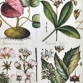 BOTANICAL