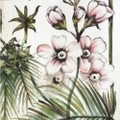 BOTANICAL