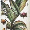 BOTANICAL