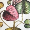 BOTANICAL