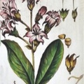 BOTANICAL