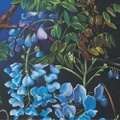 WISTERIA