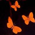 BUTTERFLIES