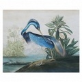 ORNITHOLOGICAL 1