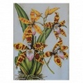 BOTANICAL 1