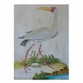 ORNITHOLOGICAL 2