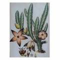 BOTANICAL 2