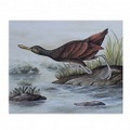 ORNITHOLOGICAL 3