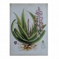 BOTANICAL 3