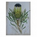 BOTANICAL 4