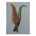 BOTANICAL 5