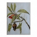 BOTANICAL 7