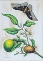 LEMON FLOWER