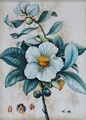 MAGNOLIA