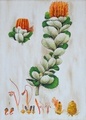 BANKSIA