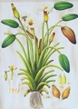 LILY POD