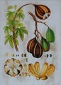 BOTANICAL POD