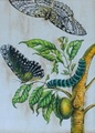 CATERPILLAR