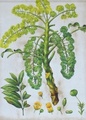 MUSTARD FLOWER